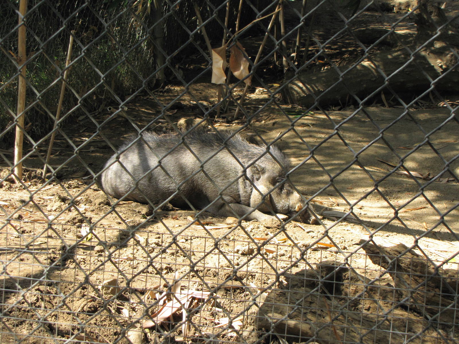 Visayan Warty Pig