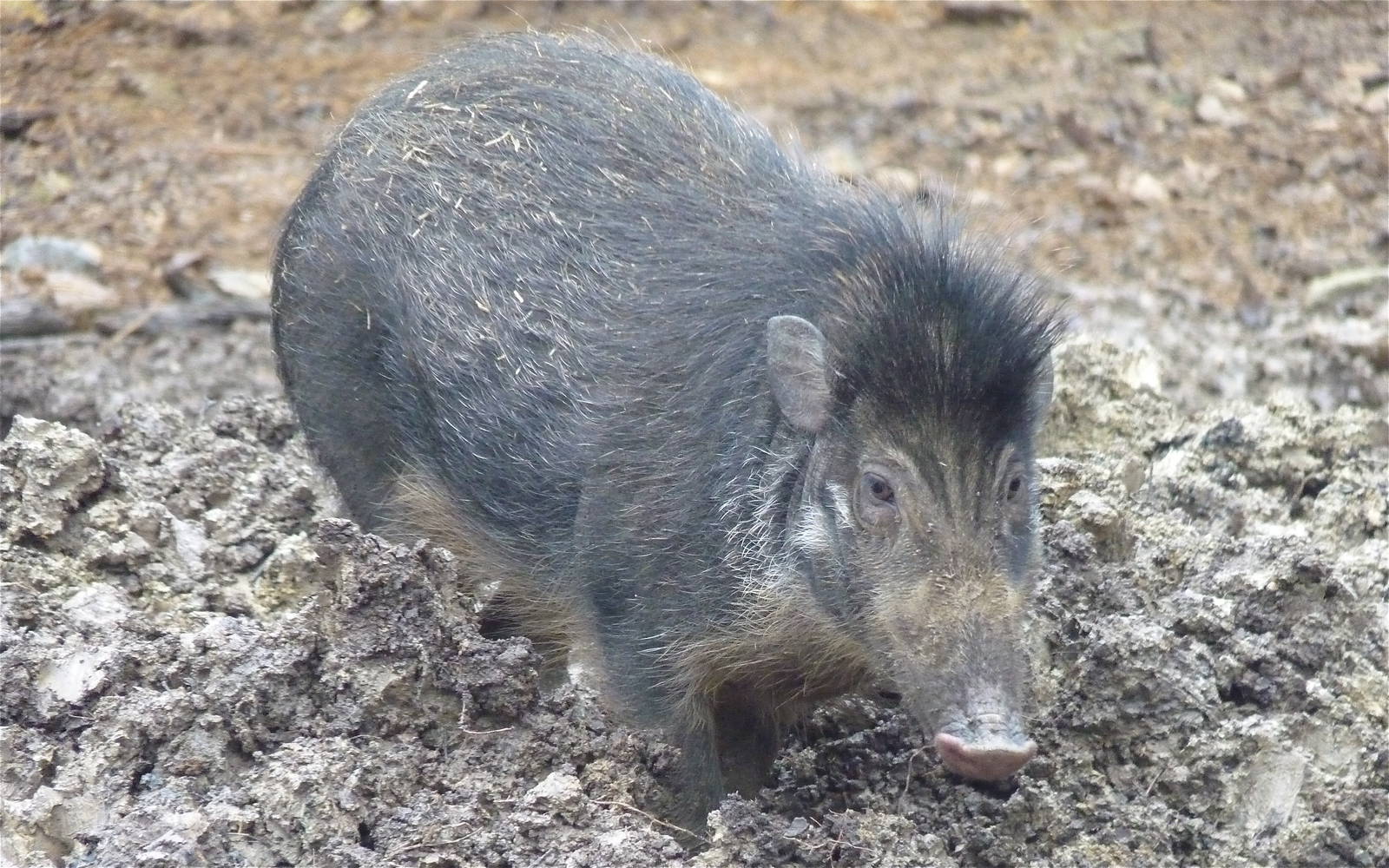 Visayan Warty Pig