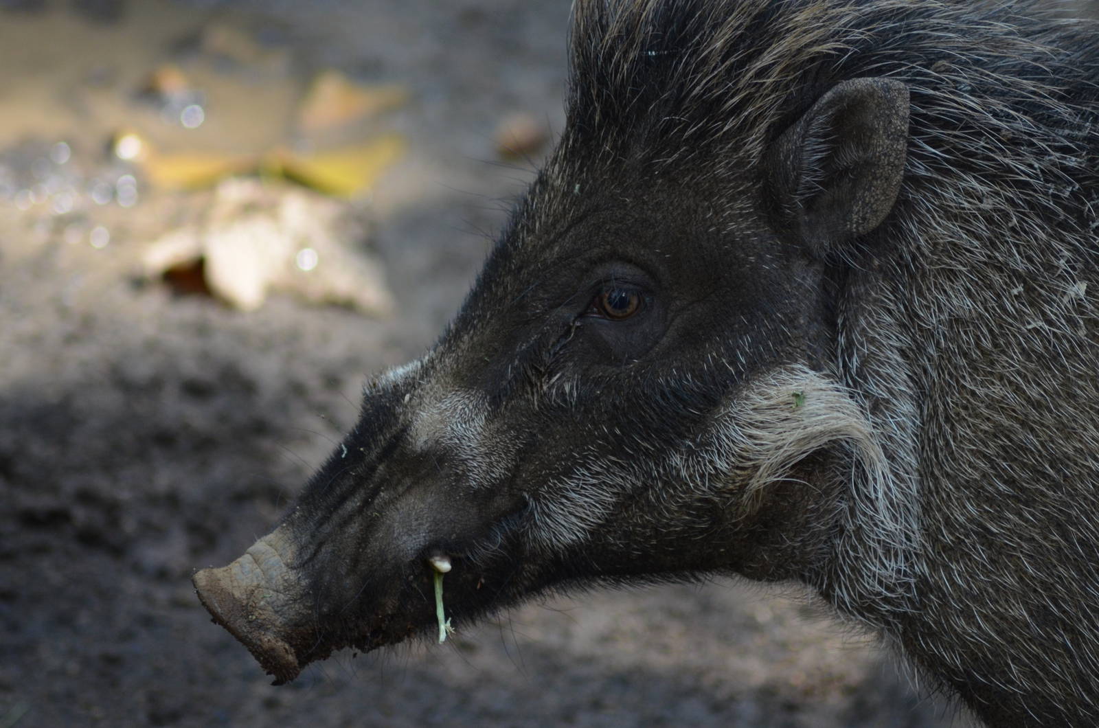 Visayan Warty Pig