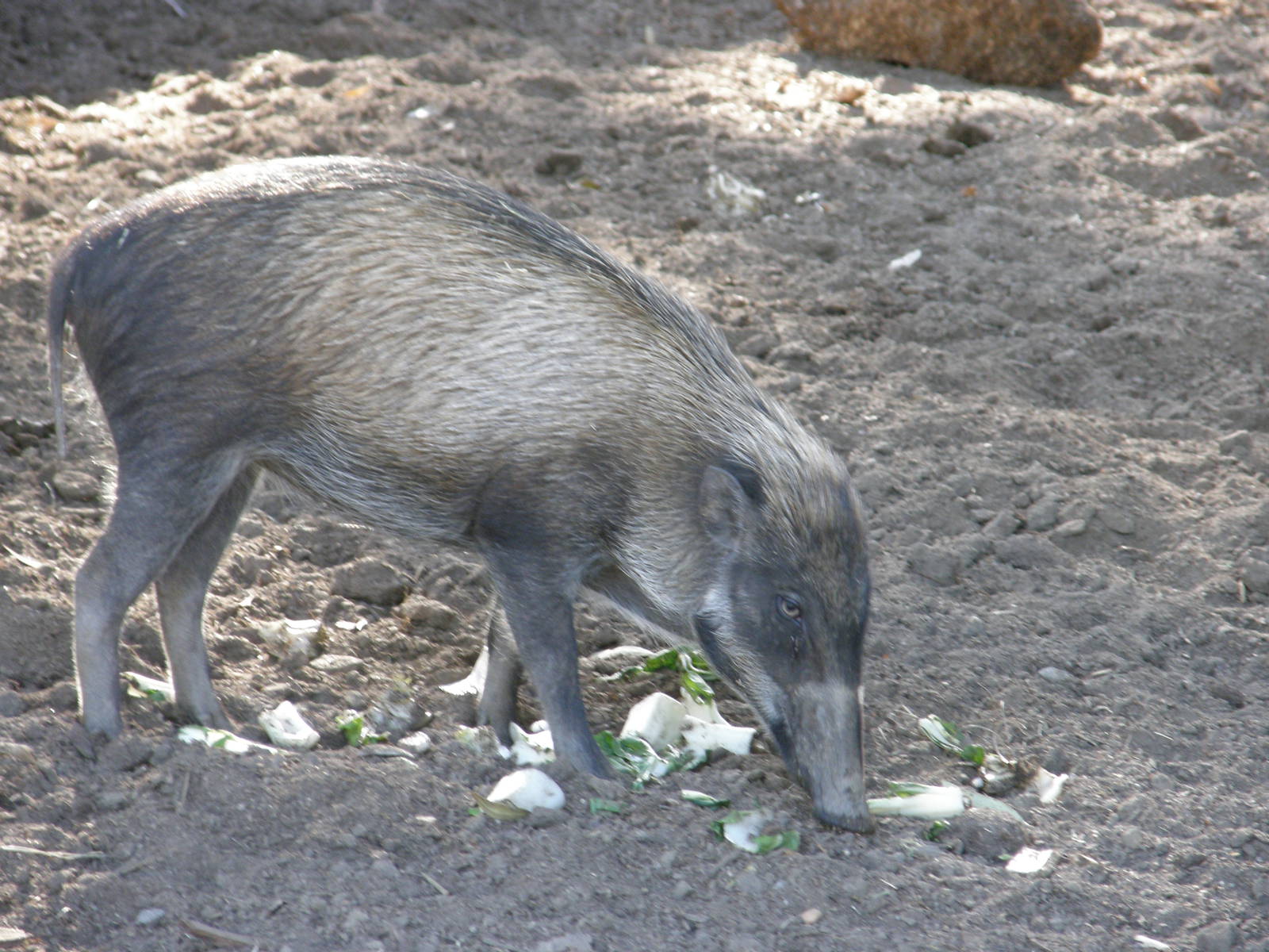 visayan warty pig