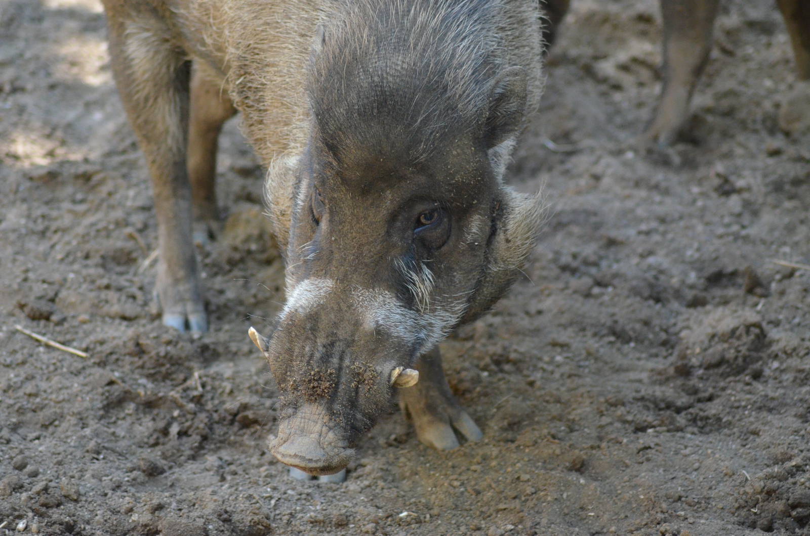 Visayan Warty Pig