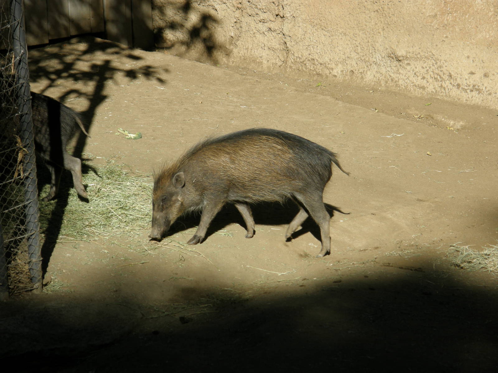 visayan warty pig