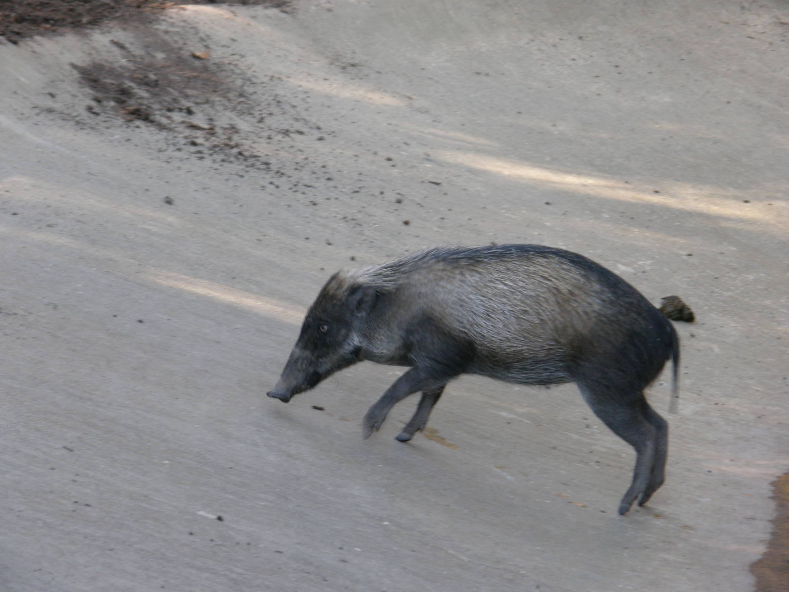 visayan warty pig