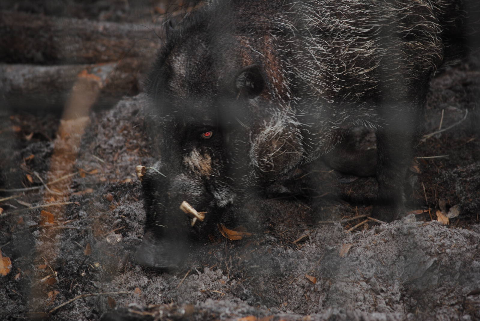 Visayan Warty Pig