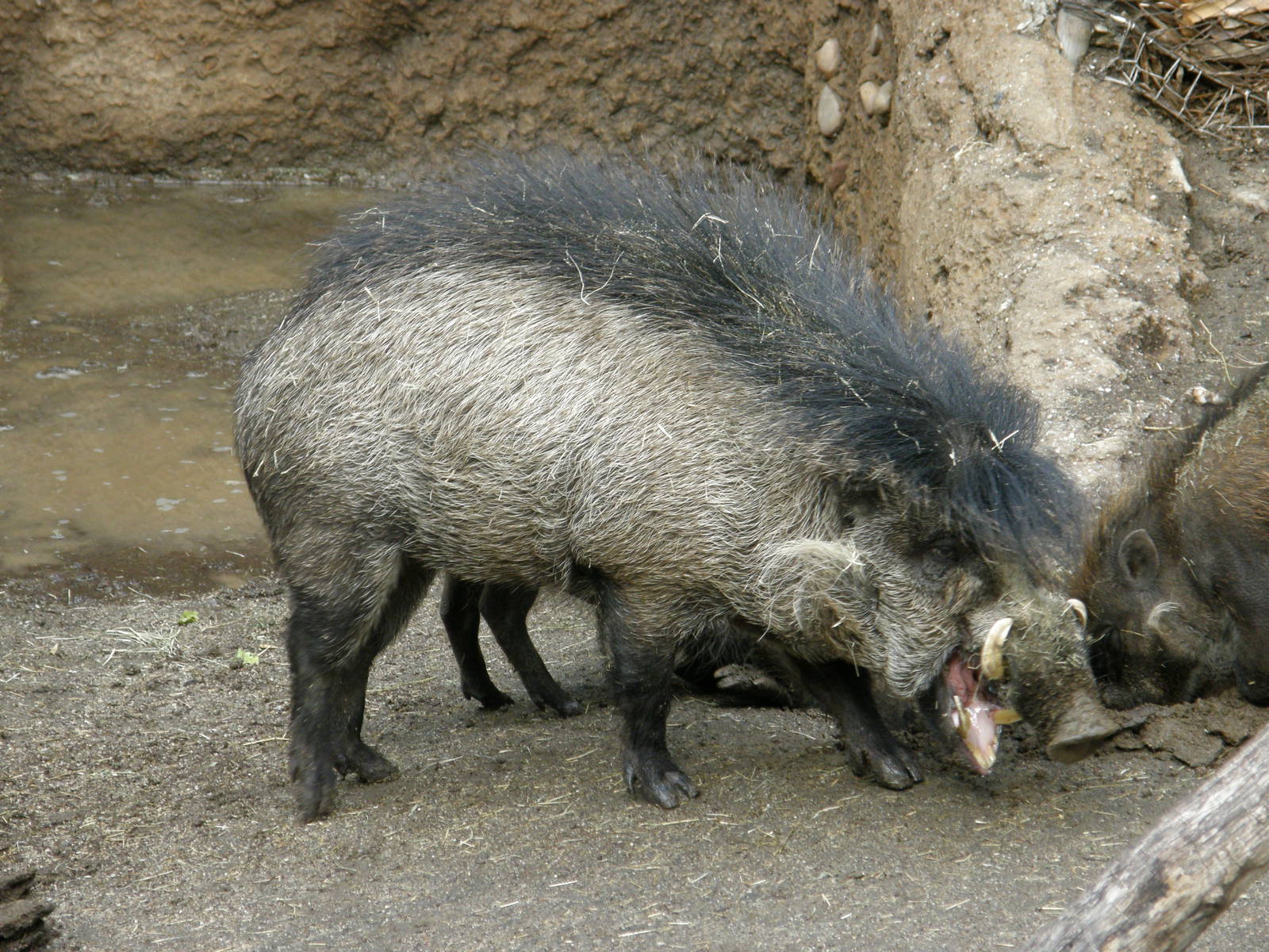 visayan warty pig