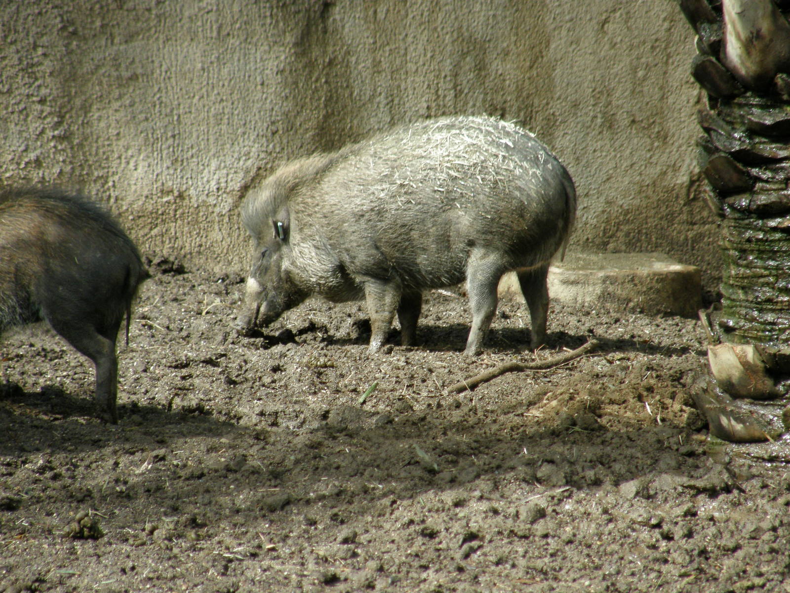 visayan warty pig