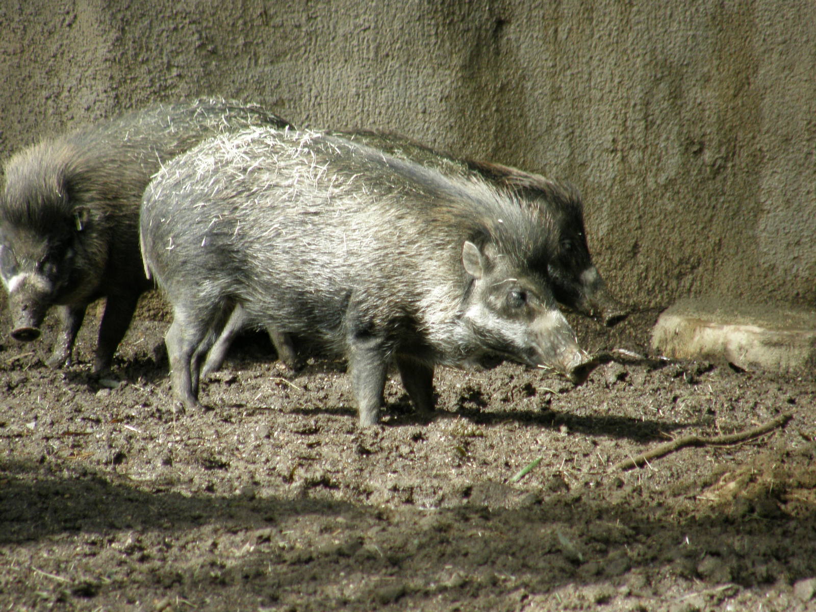 visayan warty pig
