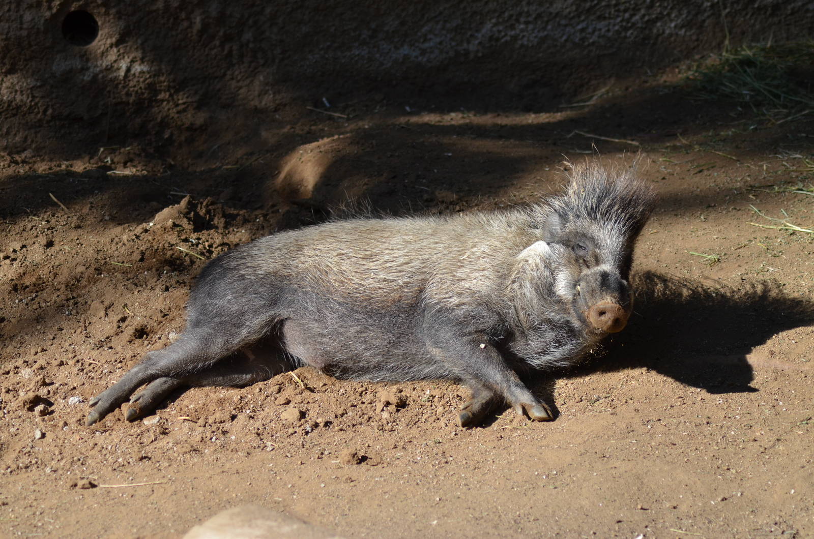 Visayan Warty Pig