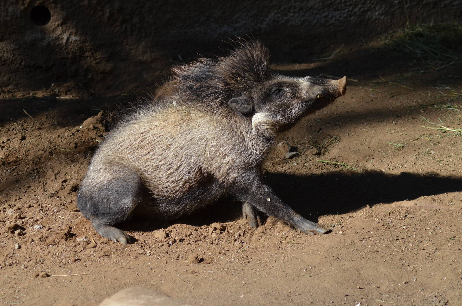Visayan Warty Pig