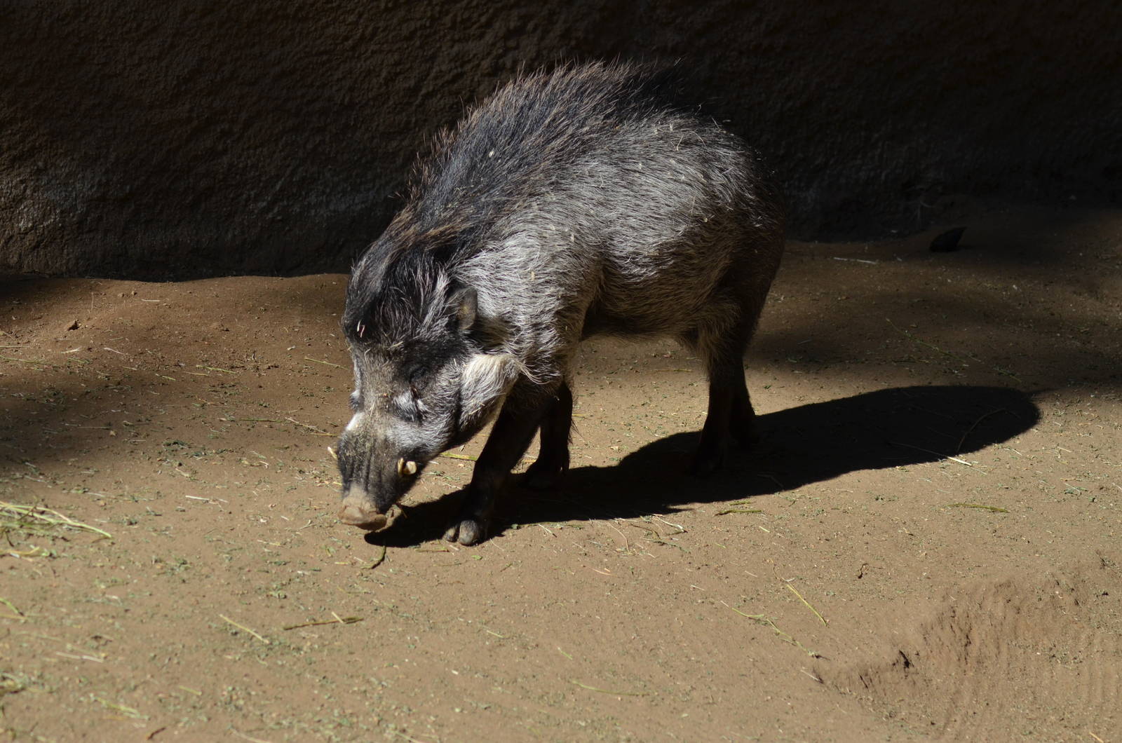 Visayan Warty Pig