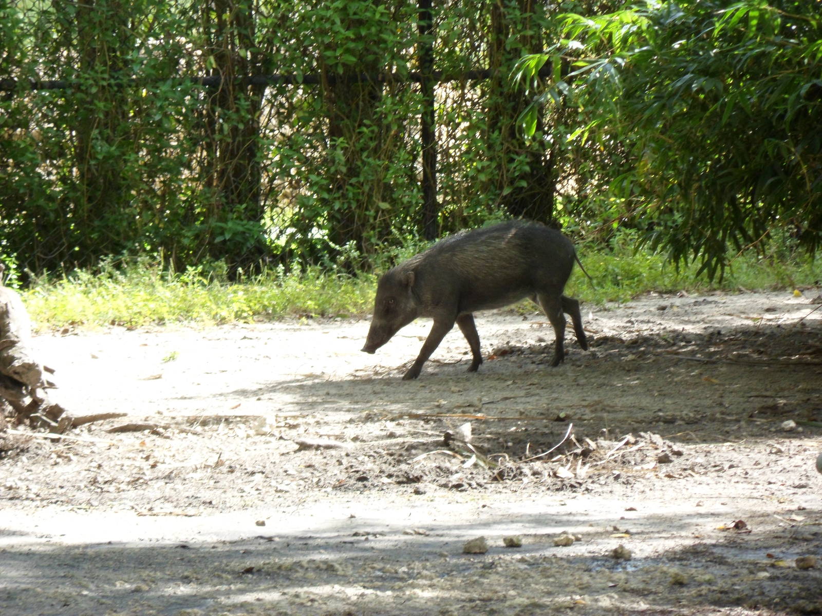 Visayan Warty Pig