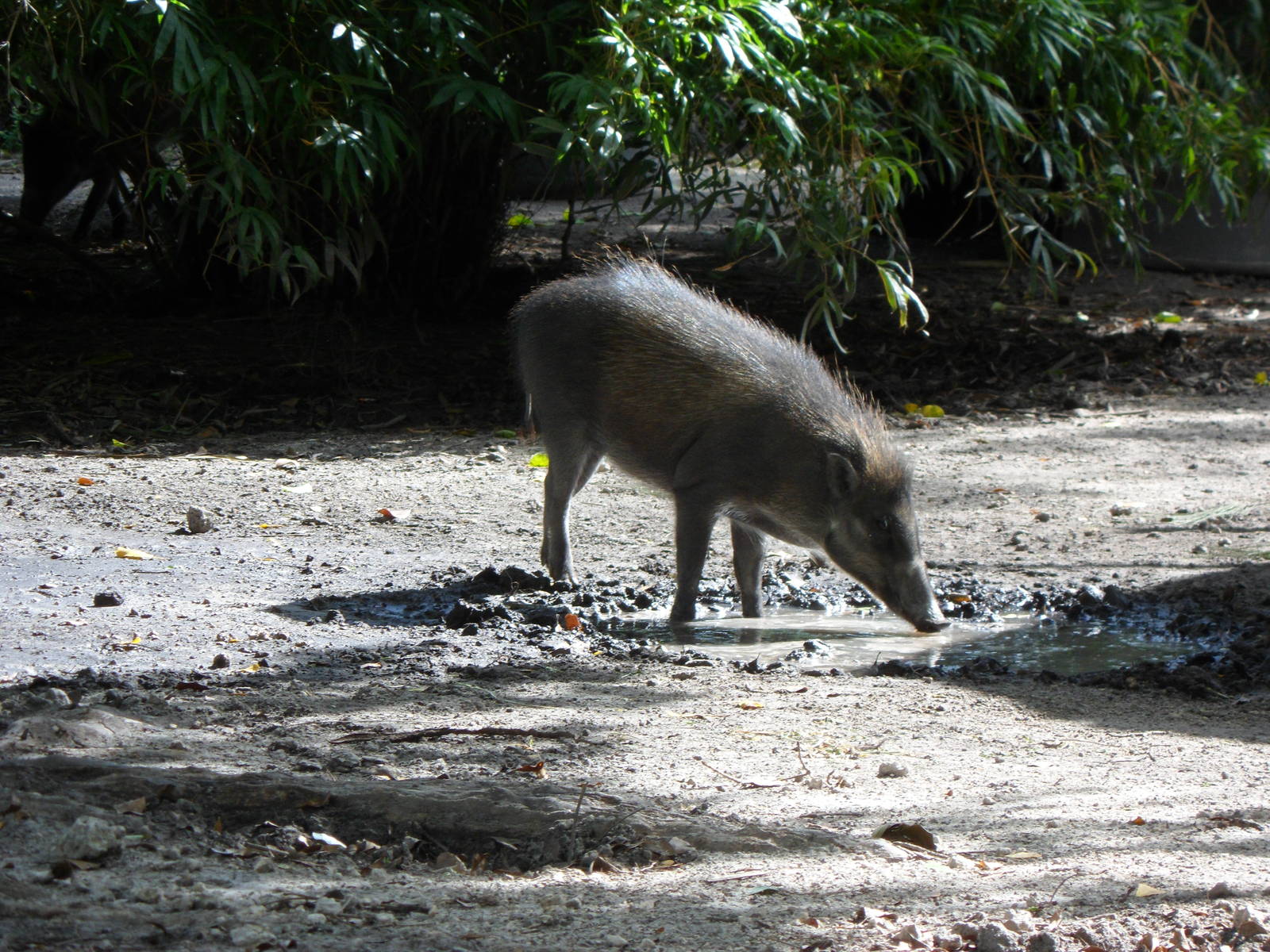 Visayan Warty Pig