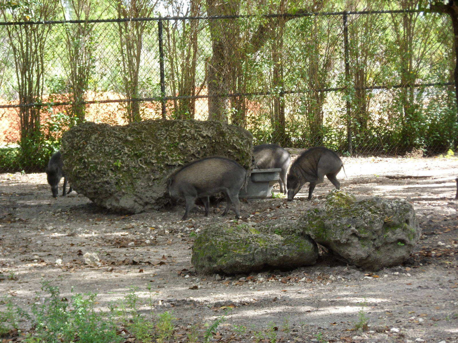 Visayan Warty Pig