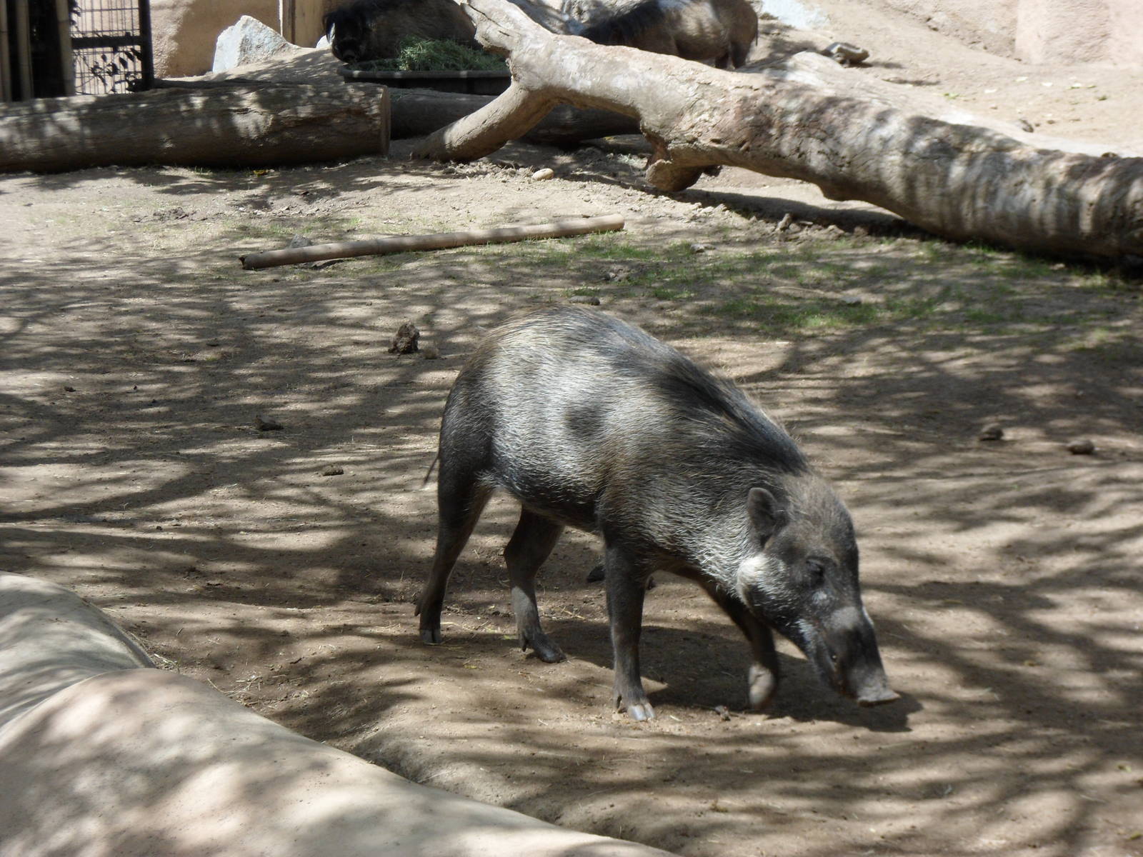 Visayan Warty Pig