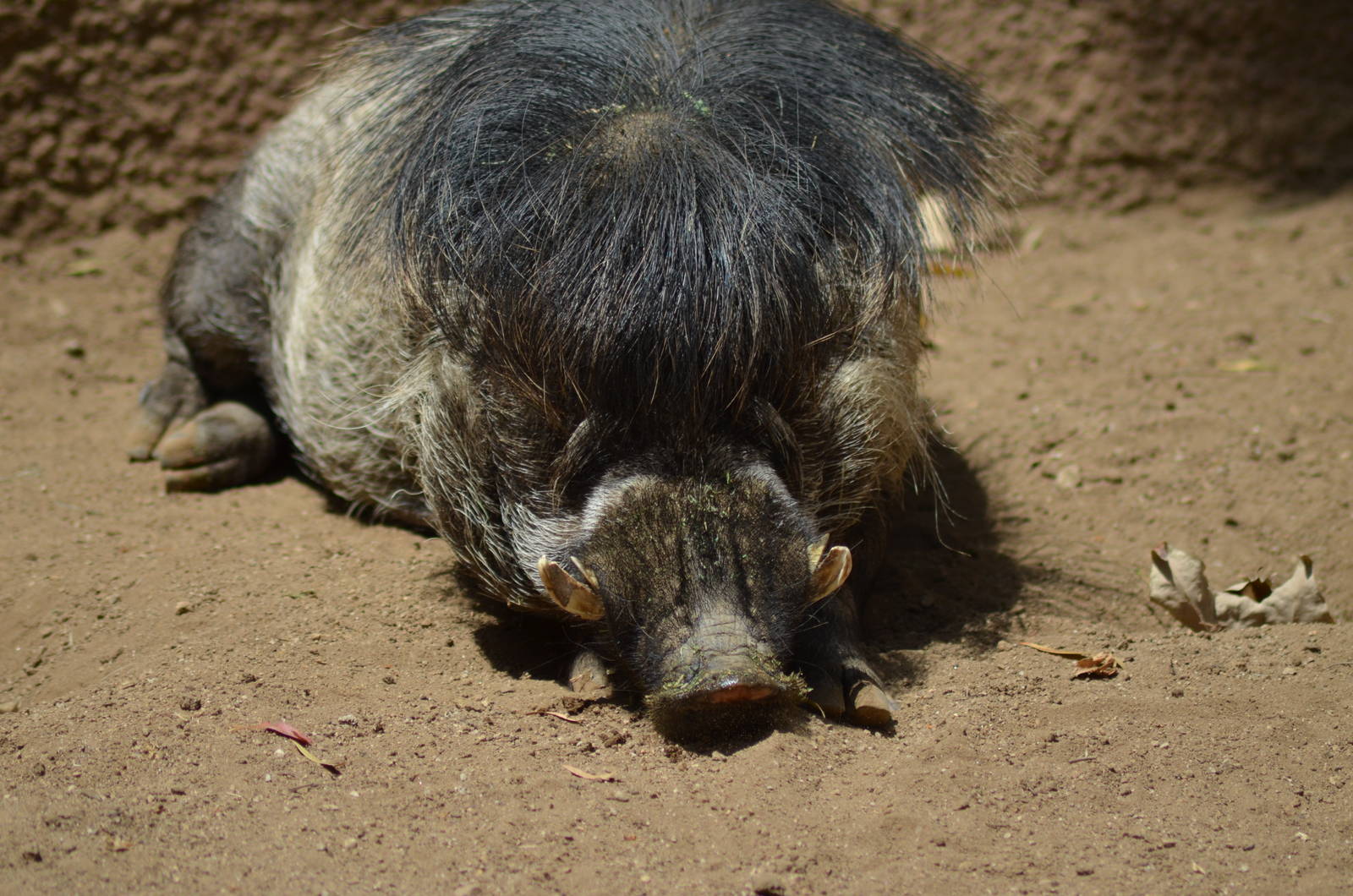 Visayan Warty Pig
