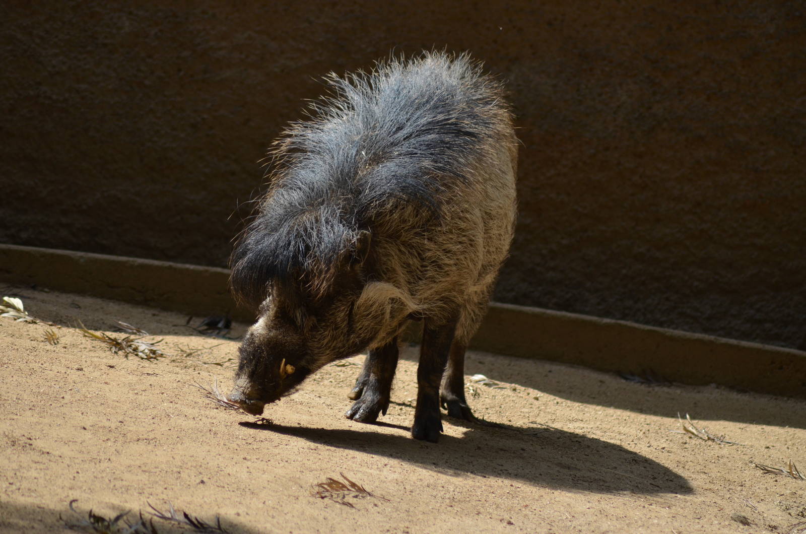 Visayan Warty Pig