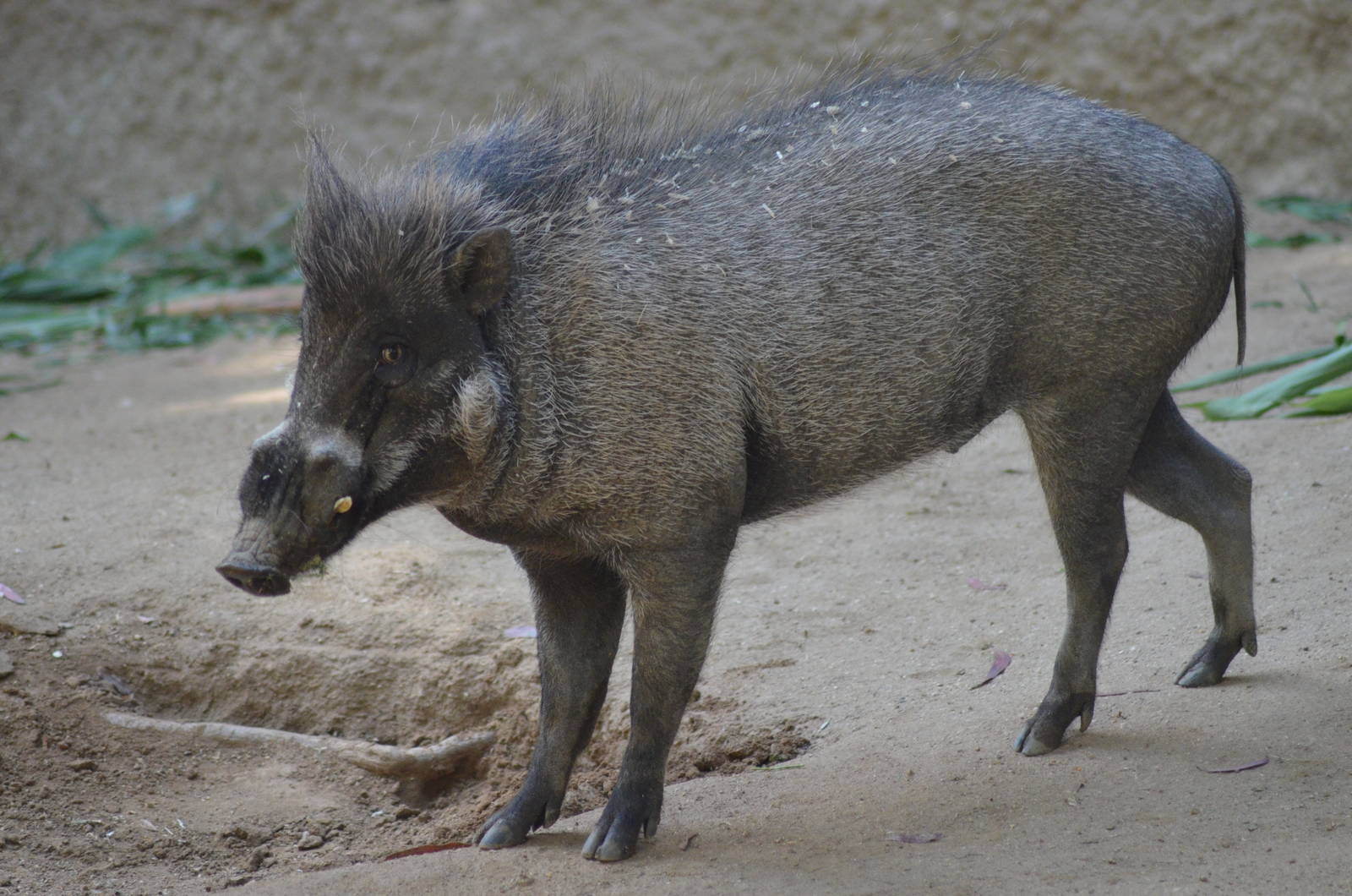 Visayan Warty Pig