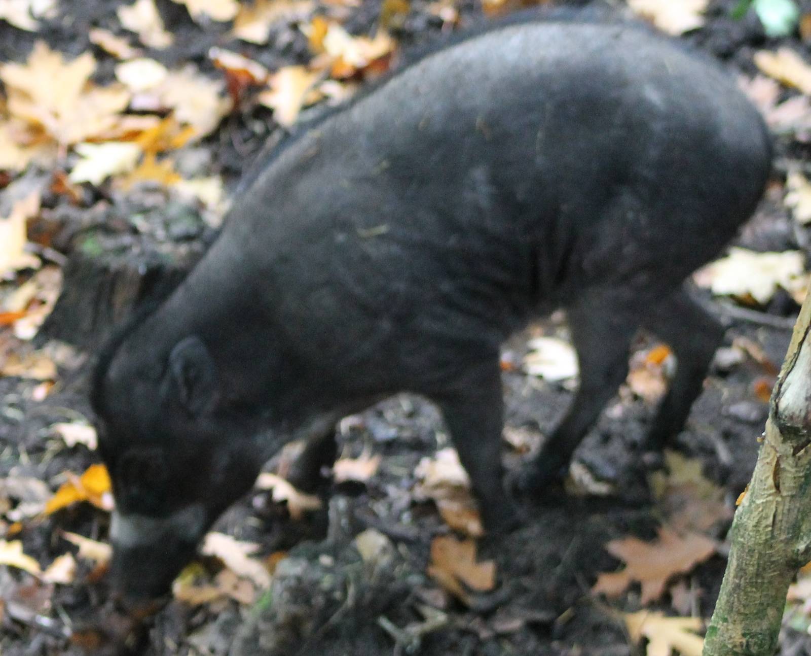 Visayan warty pig