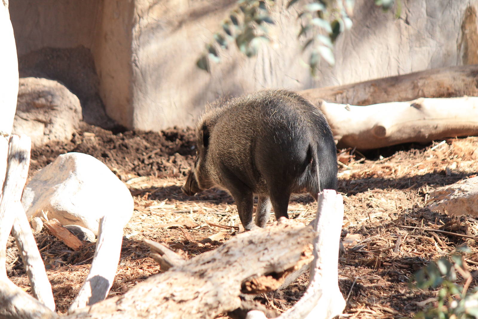 Visayan Warty Pig