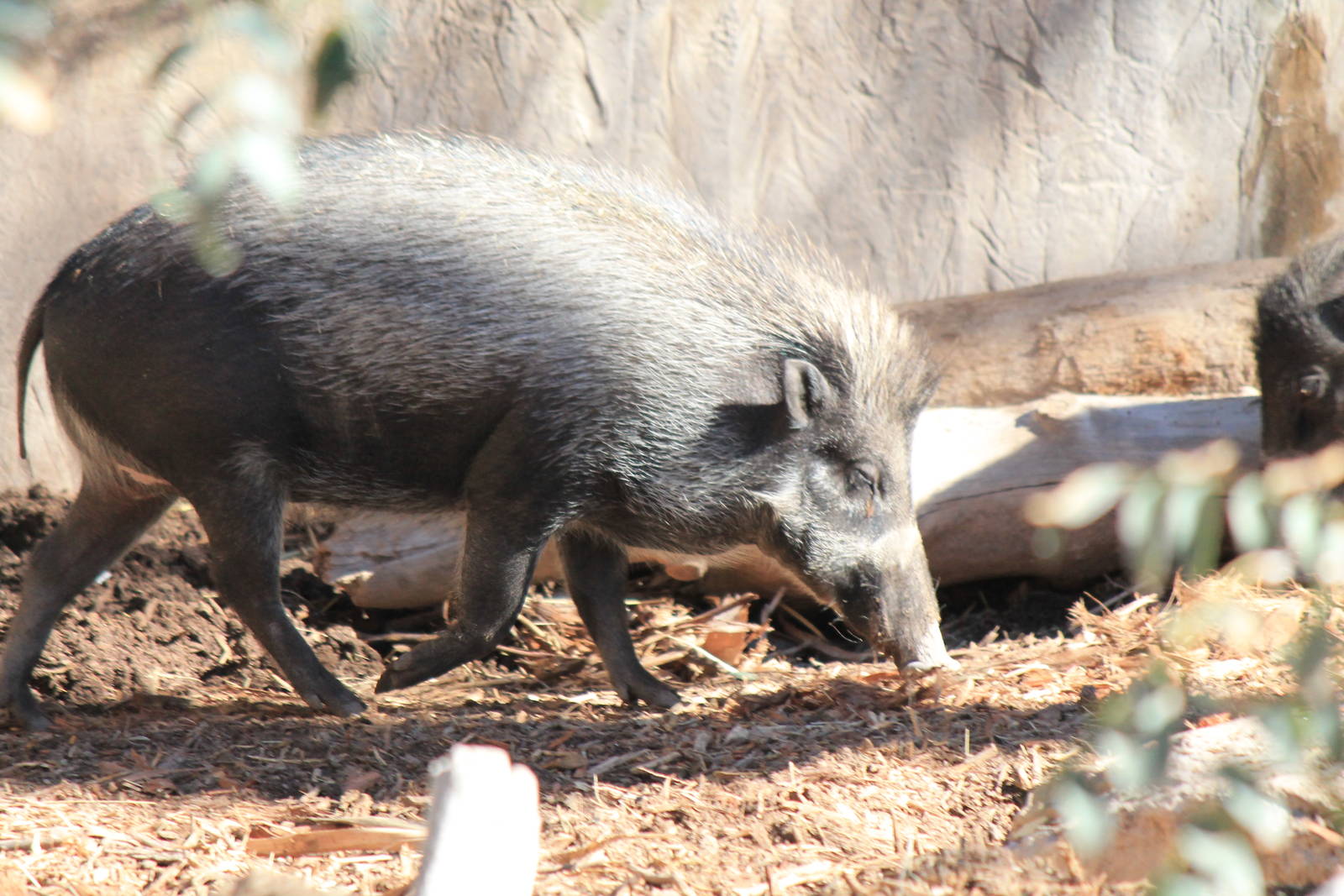 Visayan Warty Pig