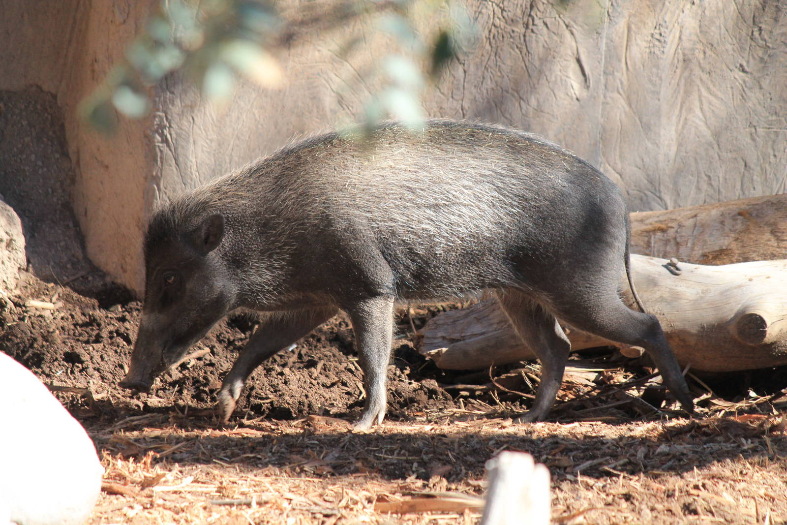 Visayan Warty Pig