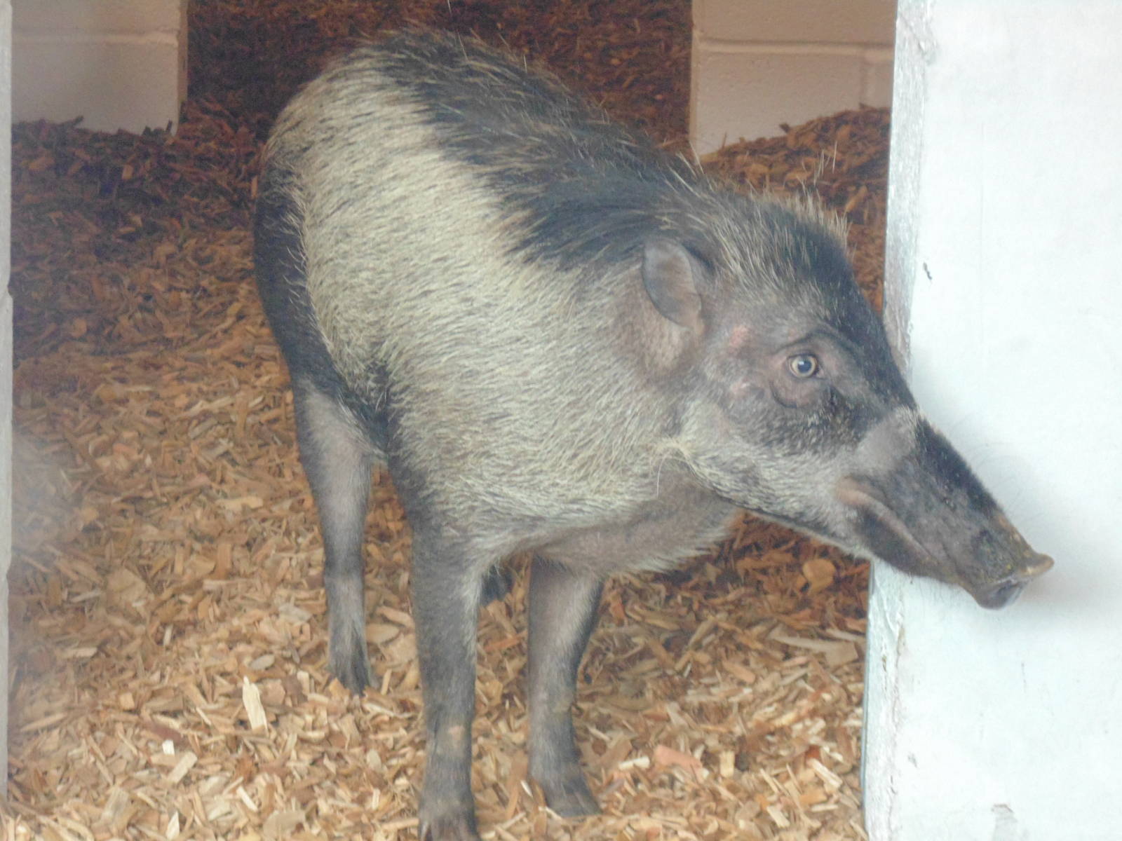 Visayan Warty Pig