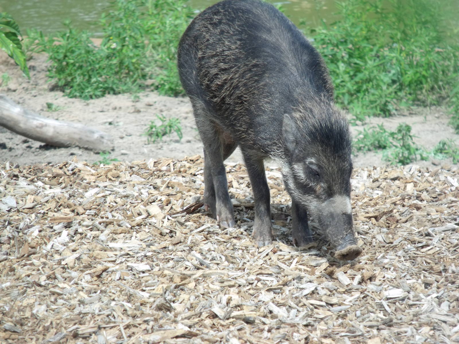 Visayan Warty Pig