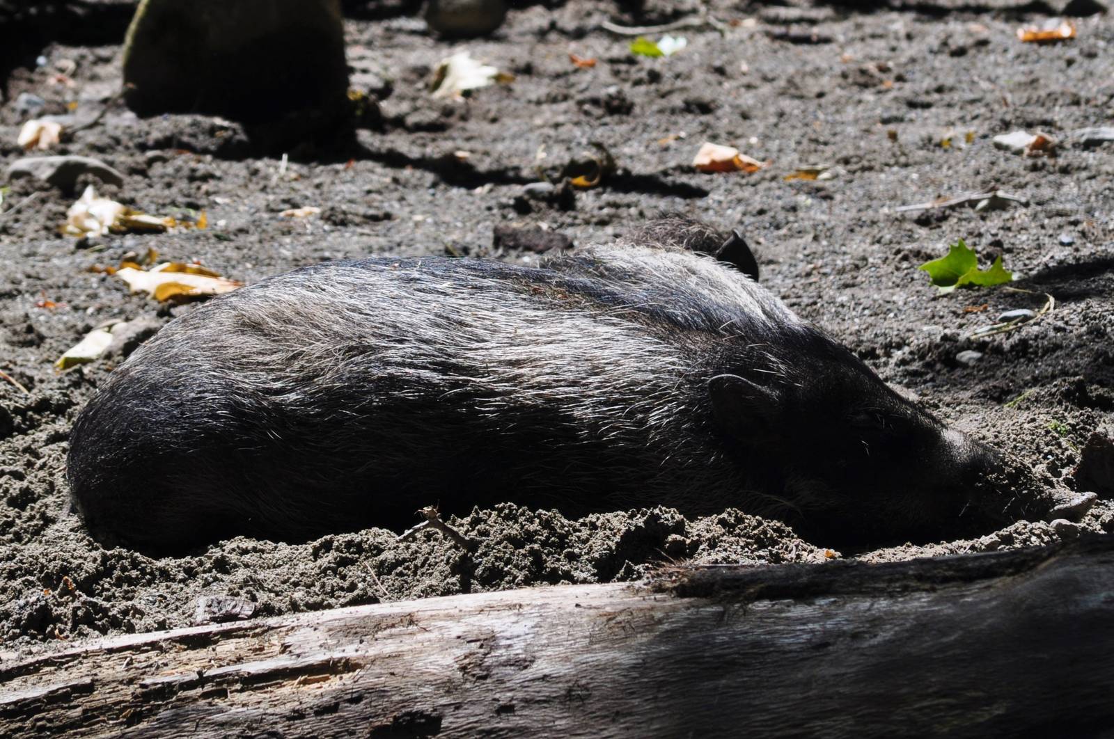Visayan Warty Pig