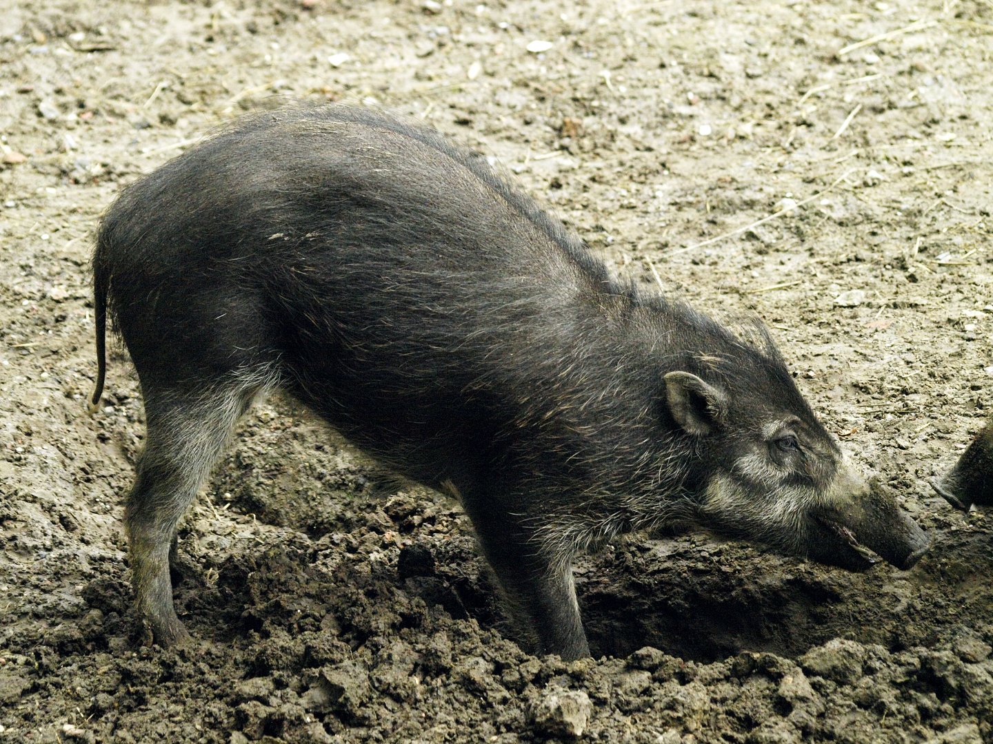 Visayan warty pig