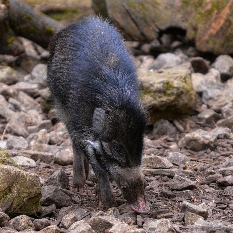 Visayan Warty Pig