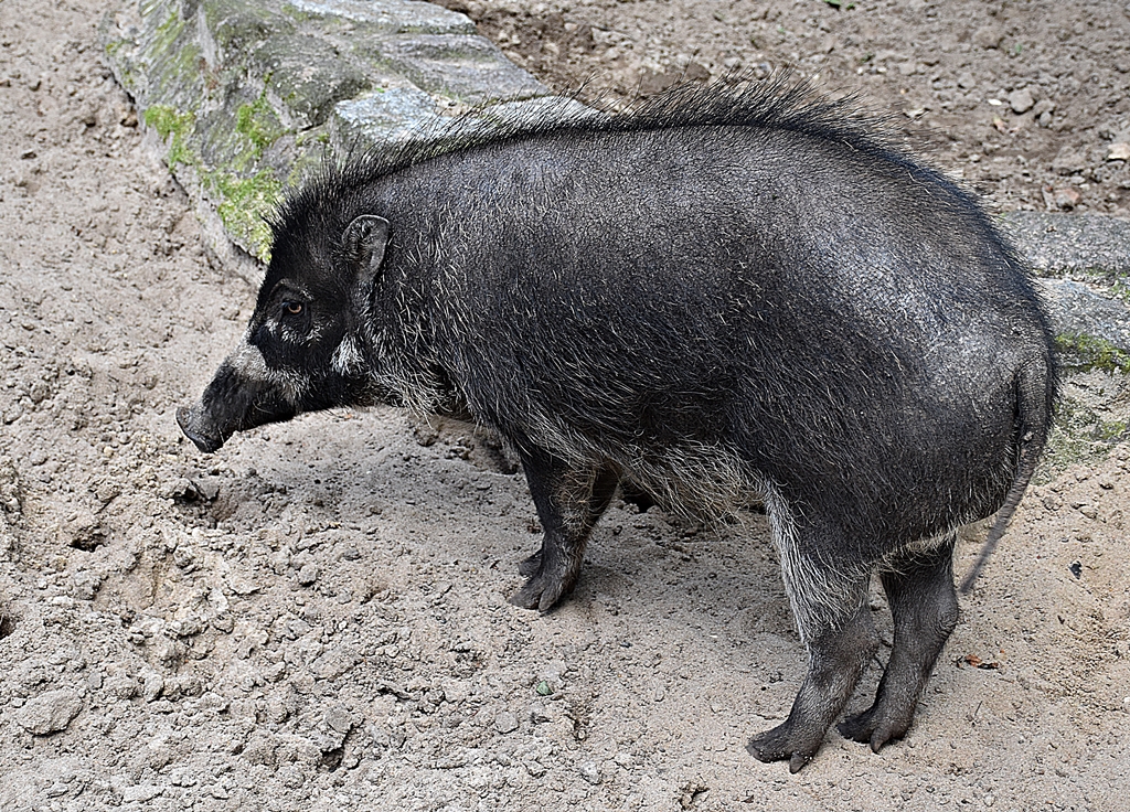 Visayan warty pig