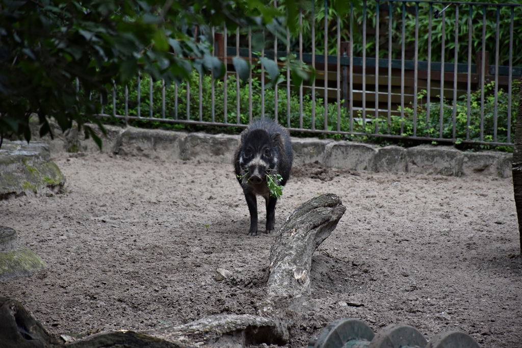 Visayan warty pig