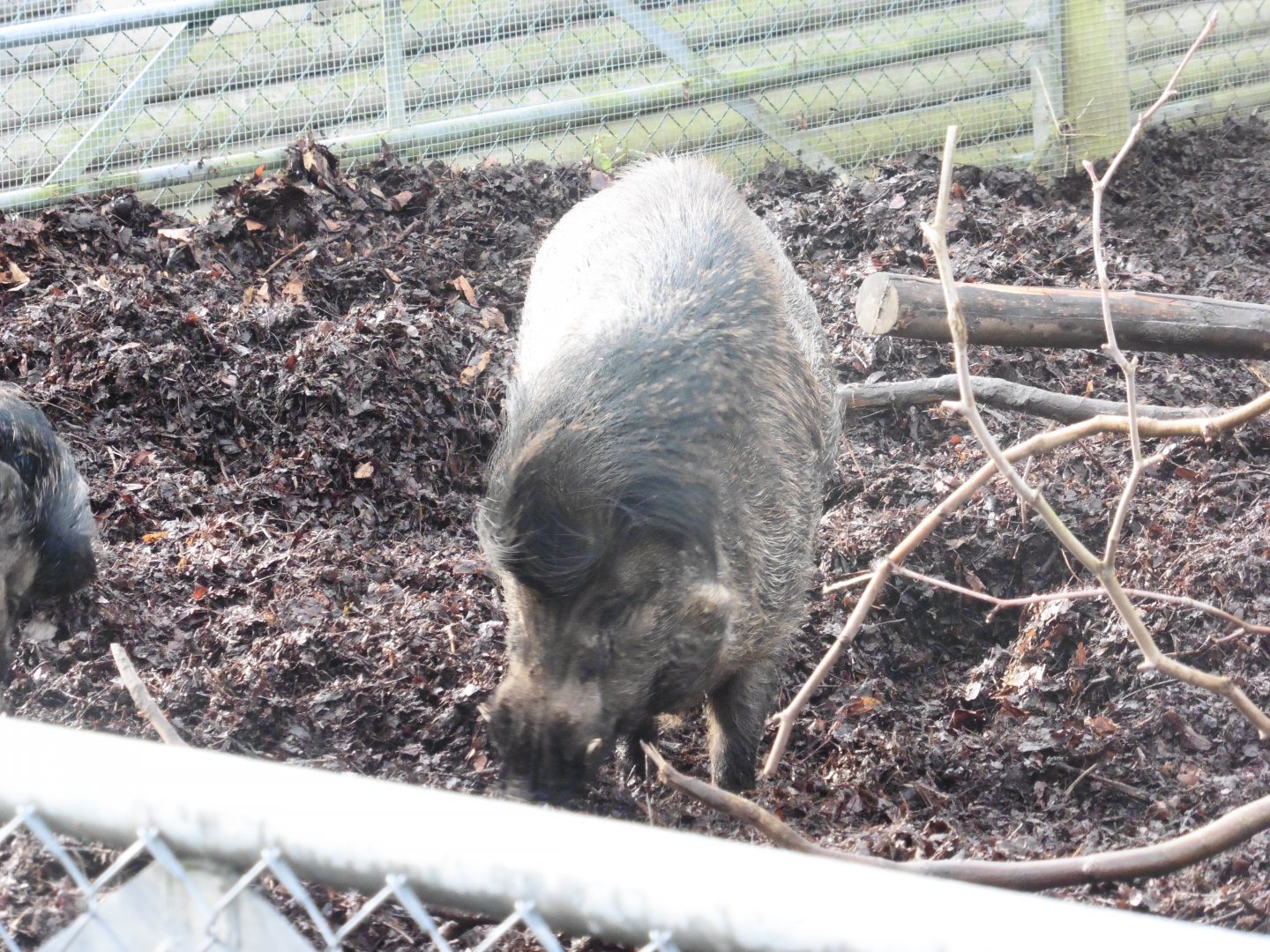 Visayan Warty Pig