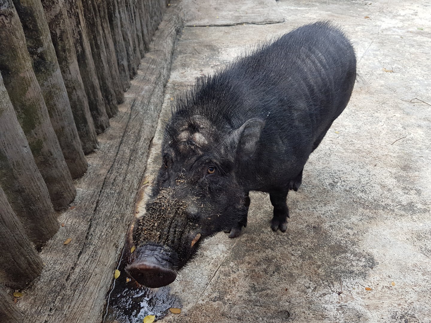 Visayan Warty Pig