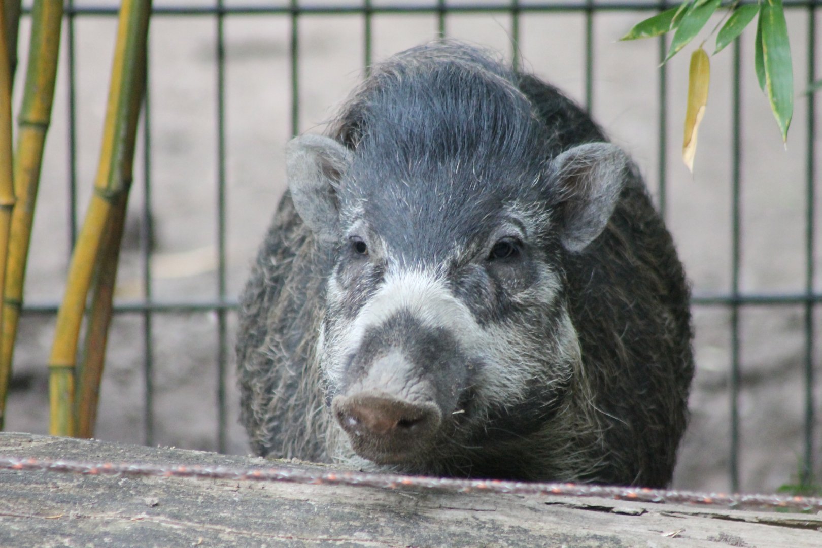 Visayan warty pig