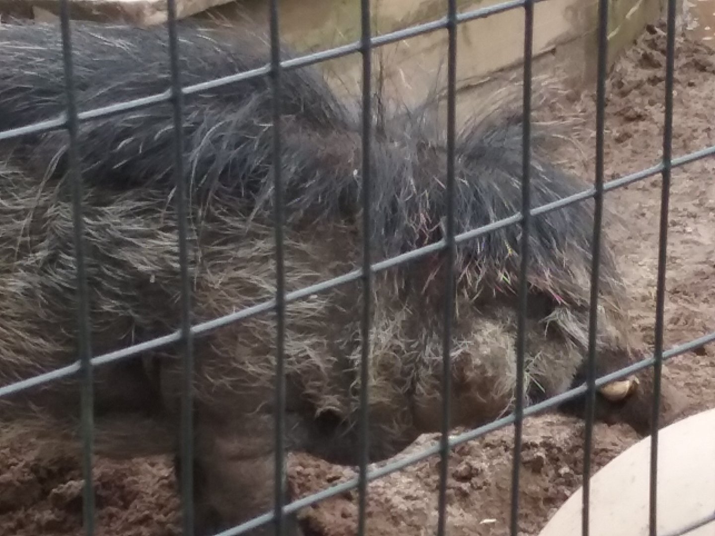Visayan Warty Pig
