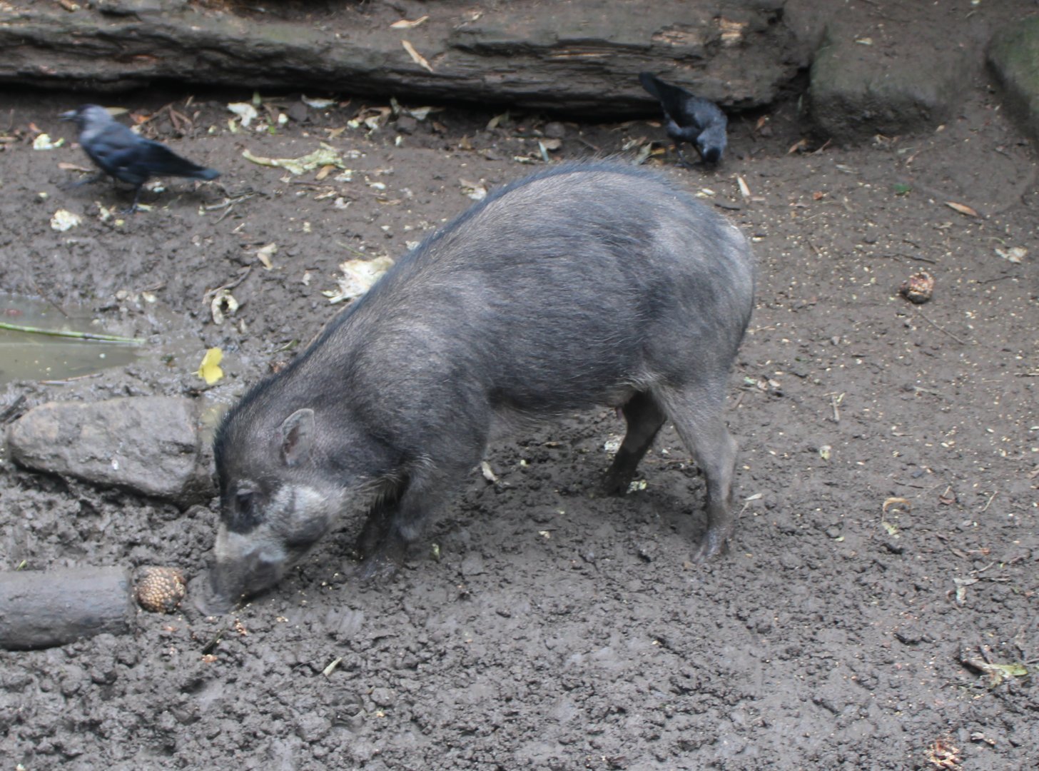 Visayan warty pig