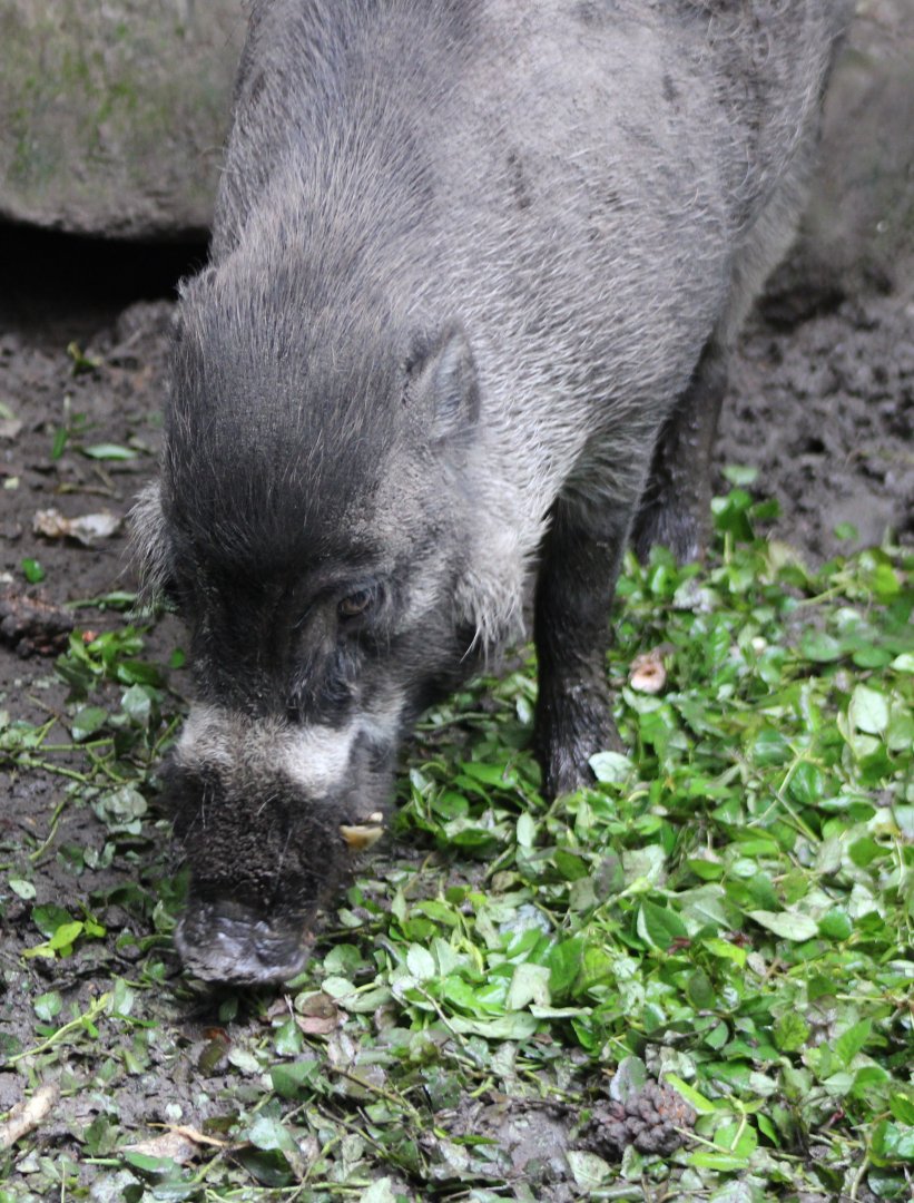 Visayan warty pig