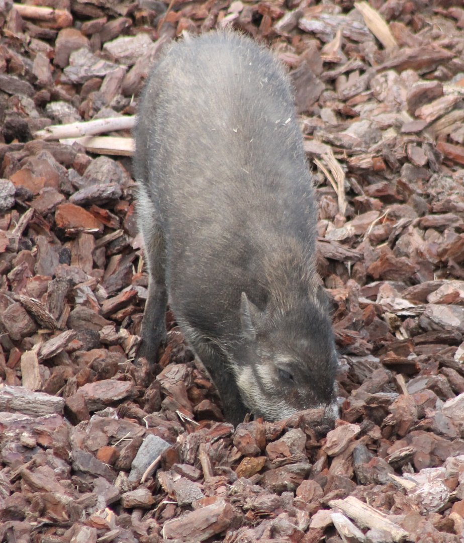 Visayan warty pig