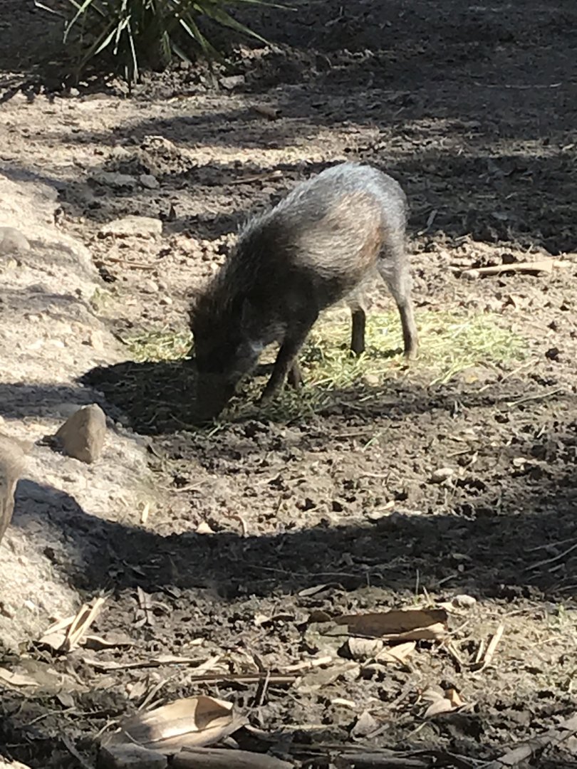 Visayan warty pig