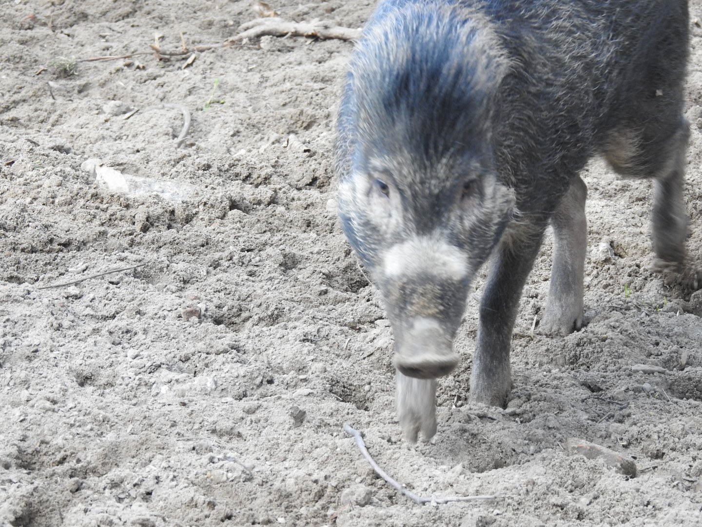 visayan warty pig