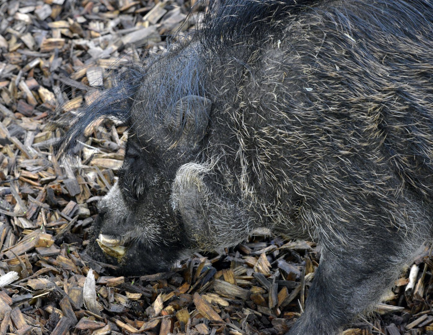 Visayan warty pig