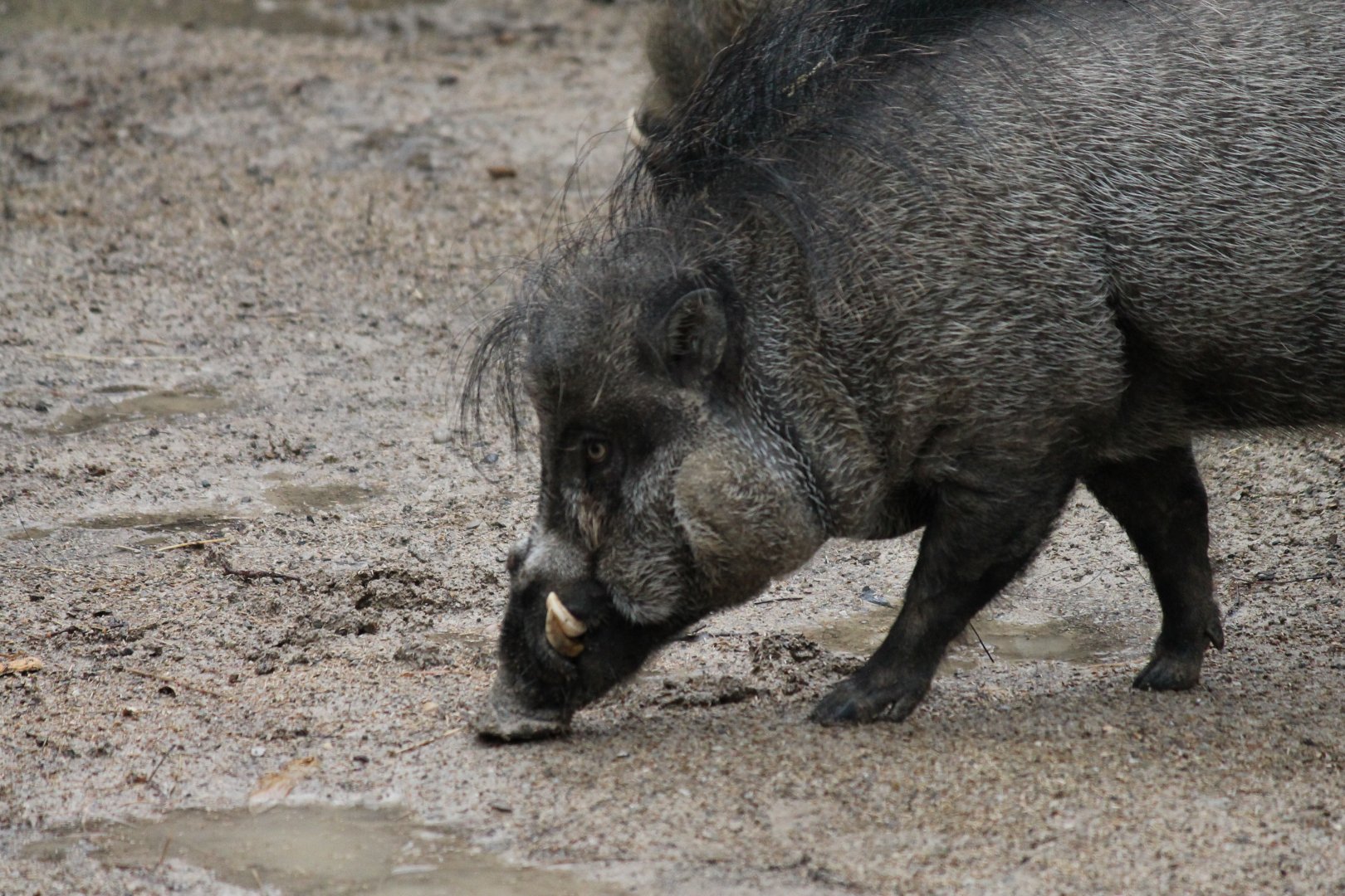Visayan Warty Pig