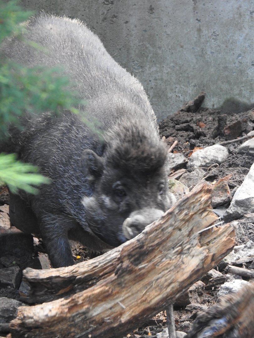 Visayan warty pig