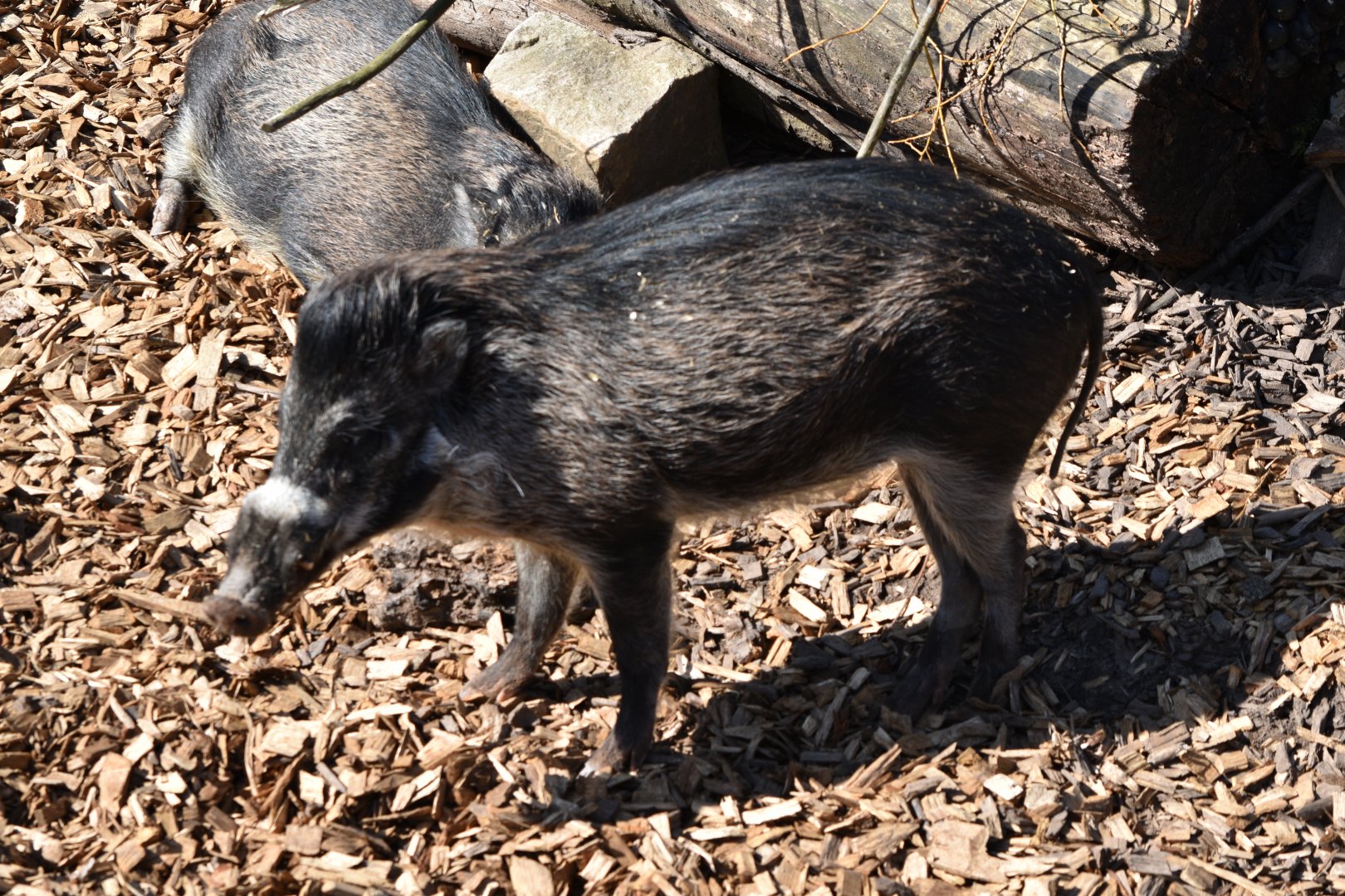 Visayan Warty Pig