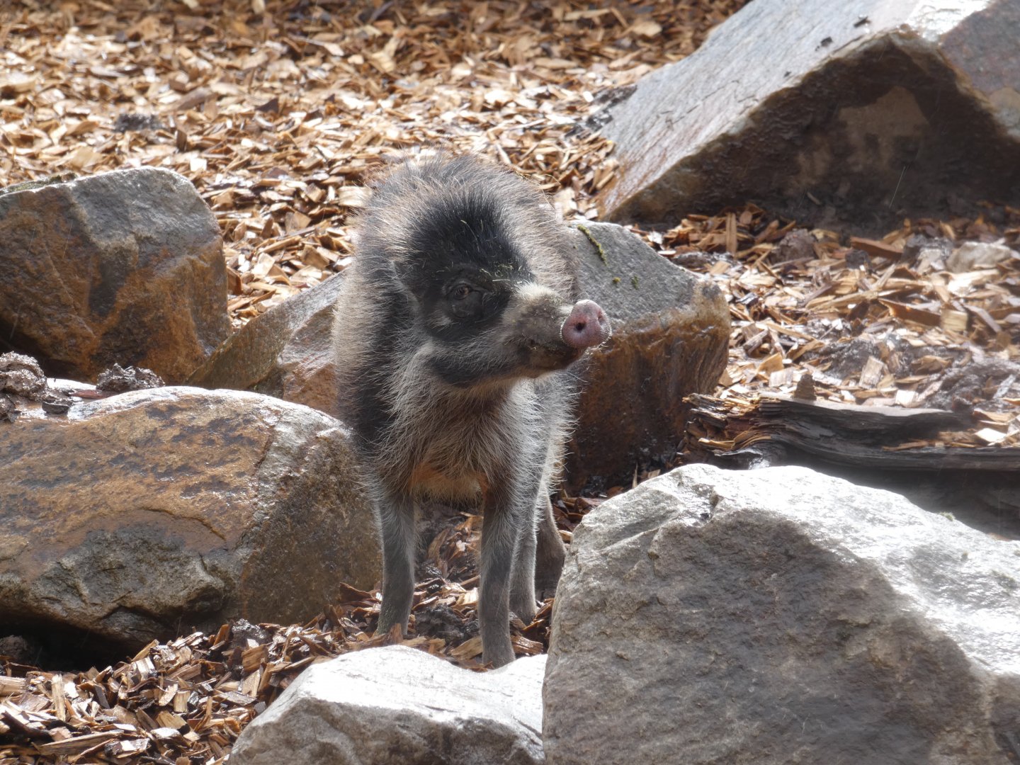 Visayan warty pig