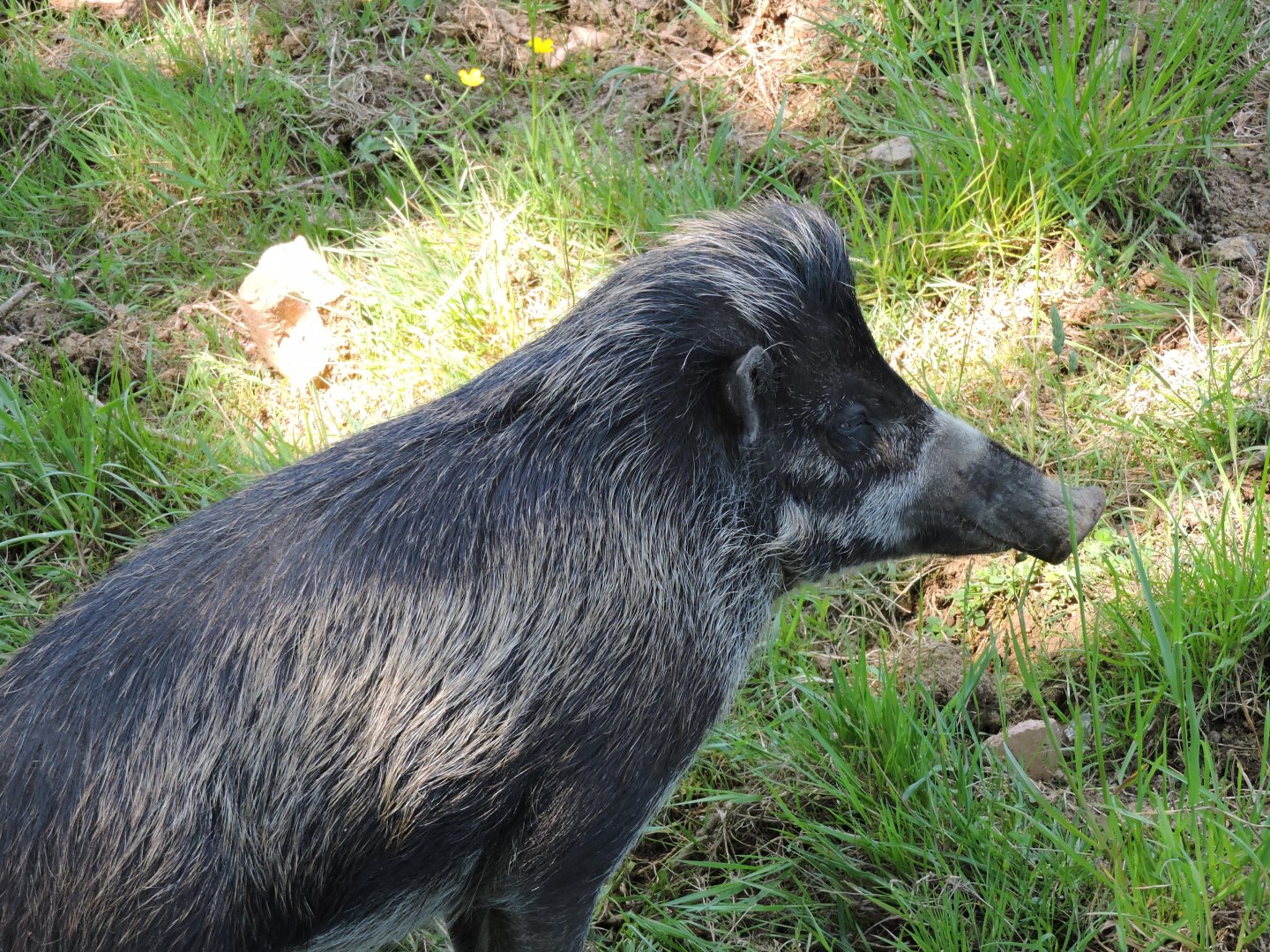 Visayan Warty Pig