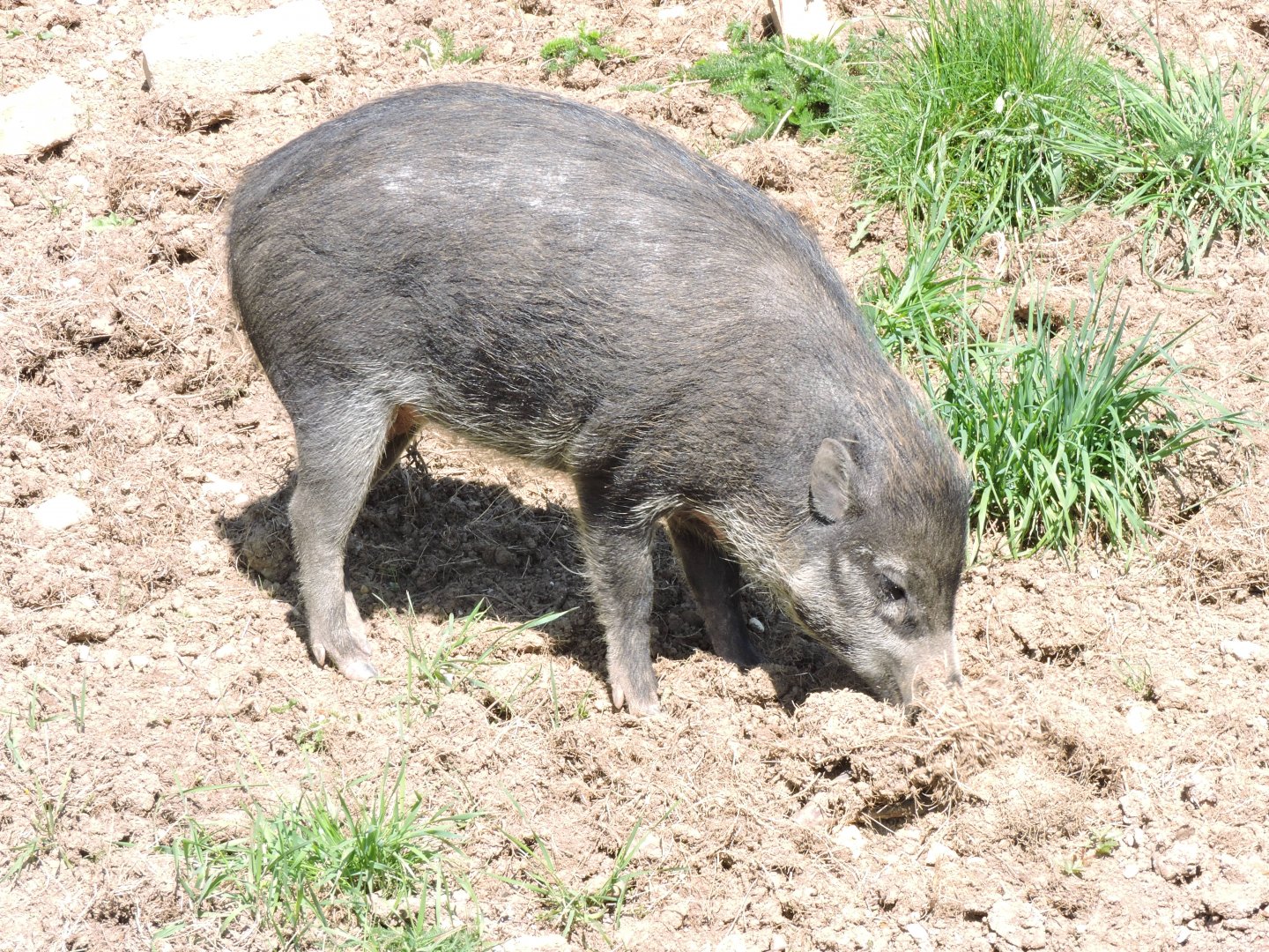 Visayan Warty Pig