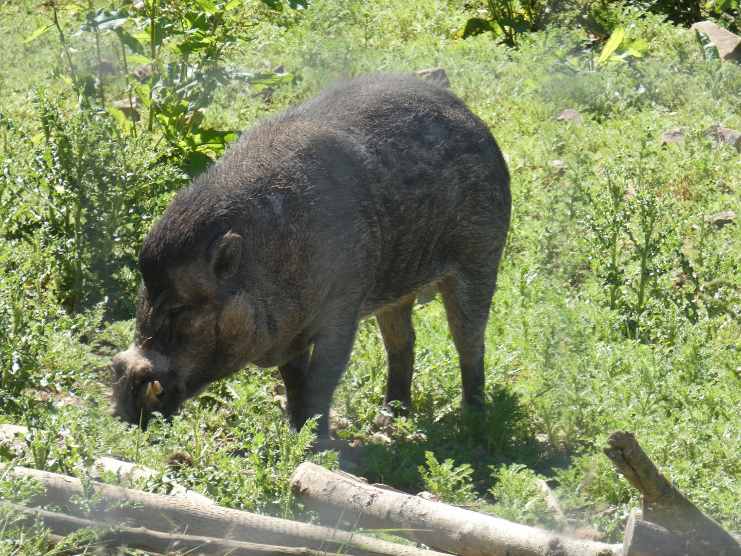 Visayan warty pig