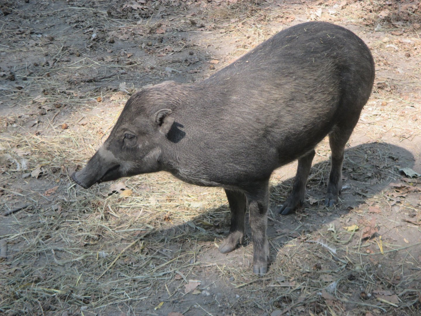 Visayan warty pig